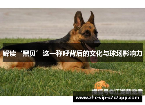 解读‘黑贝’这一称呼背后的文化与球场影响力 解读‘黑贝’这一称呼背后的文化与球场影响力